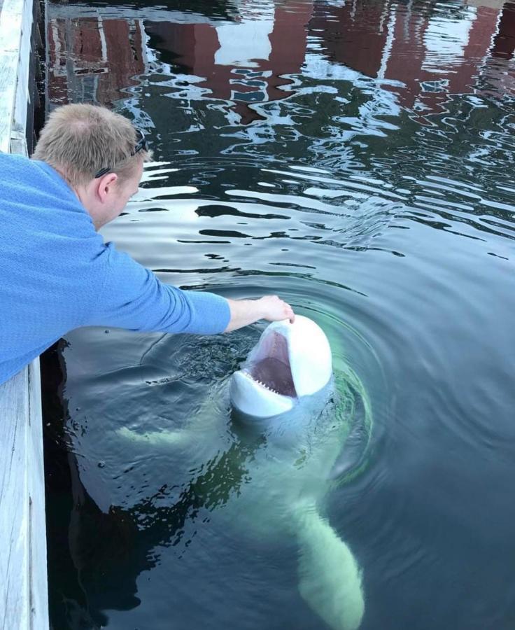 Senja Living Aparthotel Stonglandseidet Kültér fotó